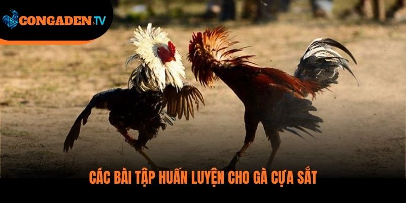cách nuôi gà đá cựa sắt