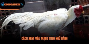 màu mạng gà đá