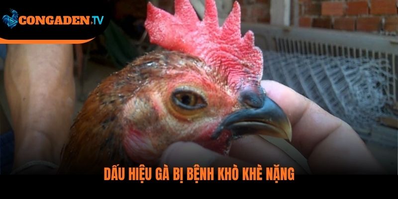 gà bị khò khè