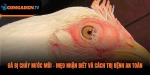 gà bị chảy nước mũi