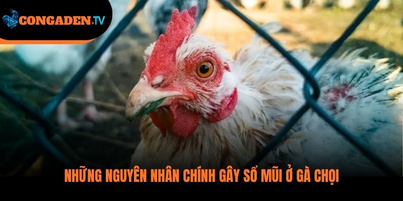 gà bị chảy nước mũi
