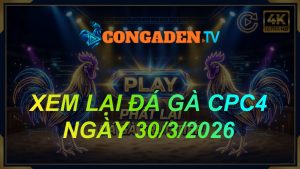 XEM LẠI ĐÁ GÀ CPC4 NGÀY 30/3/26