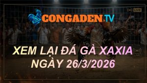 XEM LẠI ĐÁ GÀ XAXIA NGÀY 26/3/26