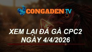 XEM LẠI ĐÁ GÀ CPC2 NGÀY 4/4/26
