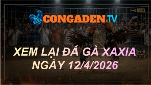 XEM LẠI ĐÁ GÀ XAXIA NGÀY 12/4/26